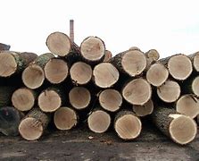 Image result for Oak Log