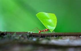 Image result for Amazing Ants