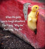 Image result for Funny Positive Thoughts Animals