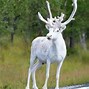 Image result for Albino Creatures