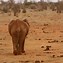 Image result for Afrika Tierarten Bilder