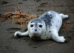 Image result for Baby Harbor Seal