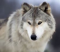 Image result for Grey Wolf