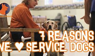 Image result for Cute Service Dogs