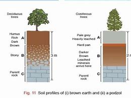 Image result for Brown Earth Profile