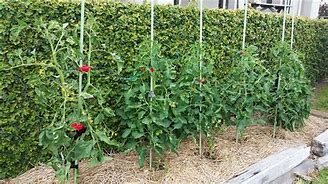 Image result for Tomato Plant Supports