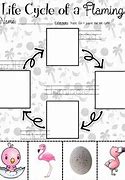 Image result for Flamingo Life Cycle