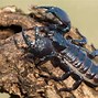 Image result for Most Poisonous Scorpion