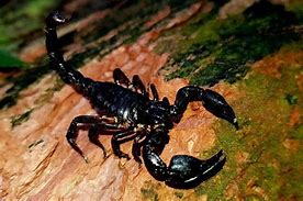 Image result for Forest Scorpion
