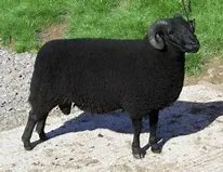 Image result for Welsh Black Sheep