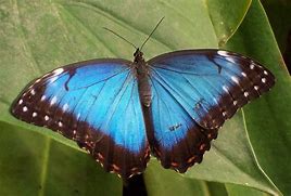 Image result for Tropical Butterfly