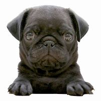 Image result for Cute Pug Computer Wallpaper