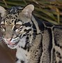 Image result for Clouded Leopard Zoo Habitat