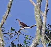Image result for Lost pigeon discovered Papua