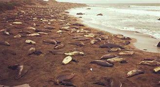 Image result for Caspian Sea dead seals