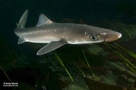 Image result for Dogfish Shark Species