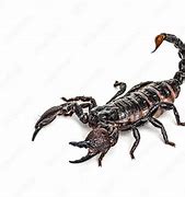 Image result for Scorpion Attacking