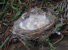 Image result for birds using dog hair to make a nest