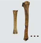 Image result for Deer Tibia Bone