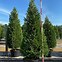 Image result for Leyland Cypress - 1 Container