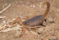 Image result for Indian Red Scorpion