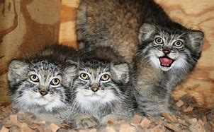 Image result for Pallas Cat Babies
