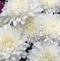 Image result for Flowers That Bloom Spring through Fall