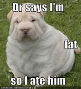 Image result for Funny Fat Animal Memes