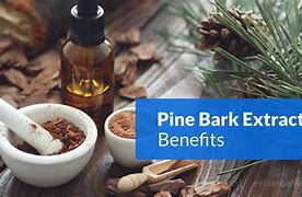Image result for Pine Bark Extract
