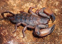 Image result for Flat Rock Scorpion Eyes