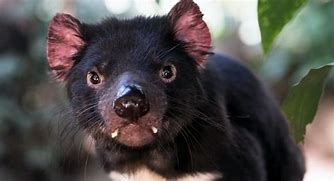 Image result for Tasmanian Devil Animal