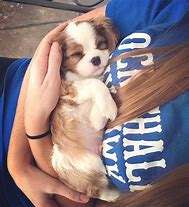 Image result for puppy cuddles