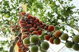 Image result for Climbing Tomato Plants