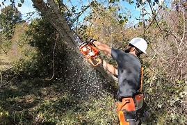 Image result for Felling Back Leaning Tree