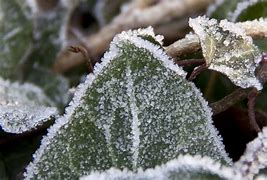 Image result for Genesis Workington Frost Free Freezers