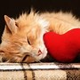 Image result for Cat Valentine's Day Love