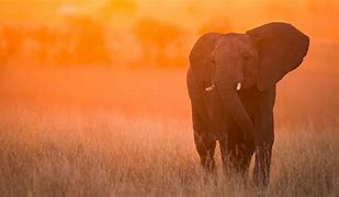 Image result for Elephant Wallpaper for Computer