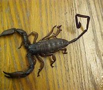 Image result for Flat Rock Scorpion