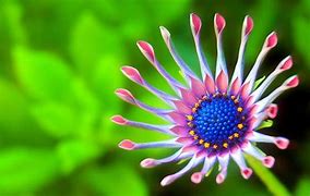 Image result for Beautiful Flowers Wallpaper HD