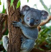 Image result for Wild Life Sydney Zoo