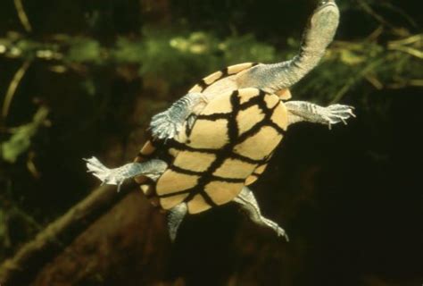 Eastern Long Neck Turtle Facts and Pictures
