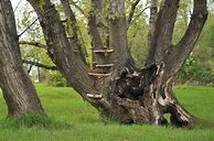 Image result for Weird Trees