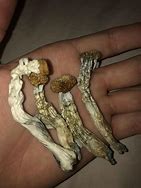Image result for Eighth of Shrooms