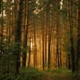 Image result for Forest Trees