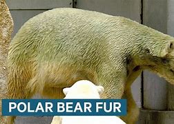 Image result for Bear Fur Color