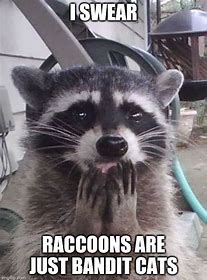 Image result for Bandit racoon meme