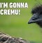 Image result for Funny Bird Puns