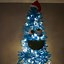 Image result for Real Blue Christmas Tree