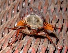 Image result for May Bug