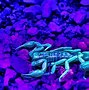 Image result for Giant Hairy Scorpion Yellow Under Black Light